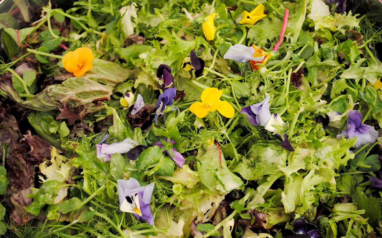 Fresh green salad with edible viola flowers